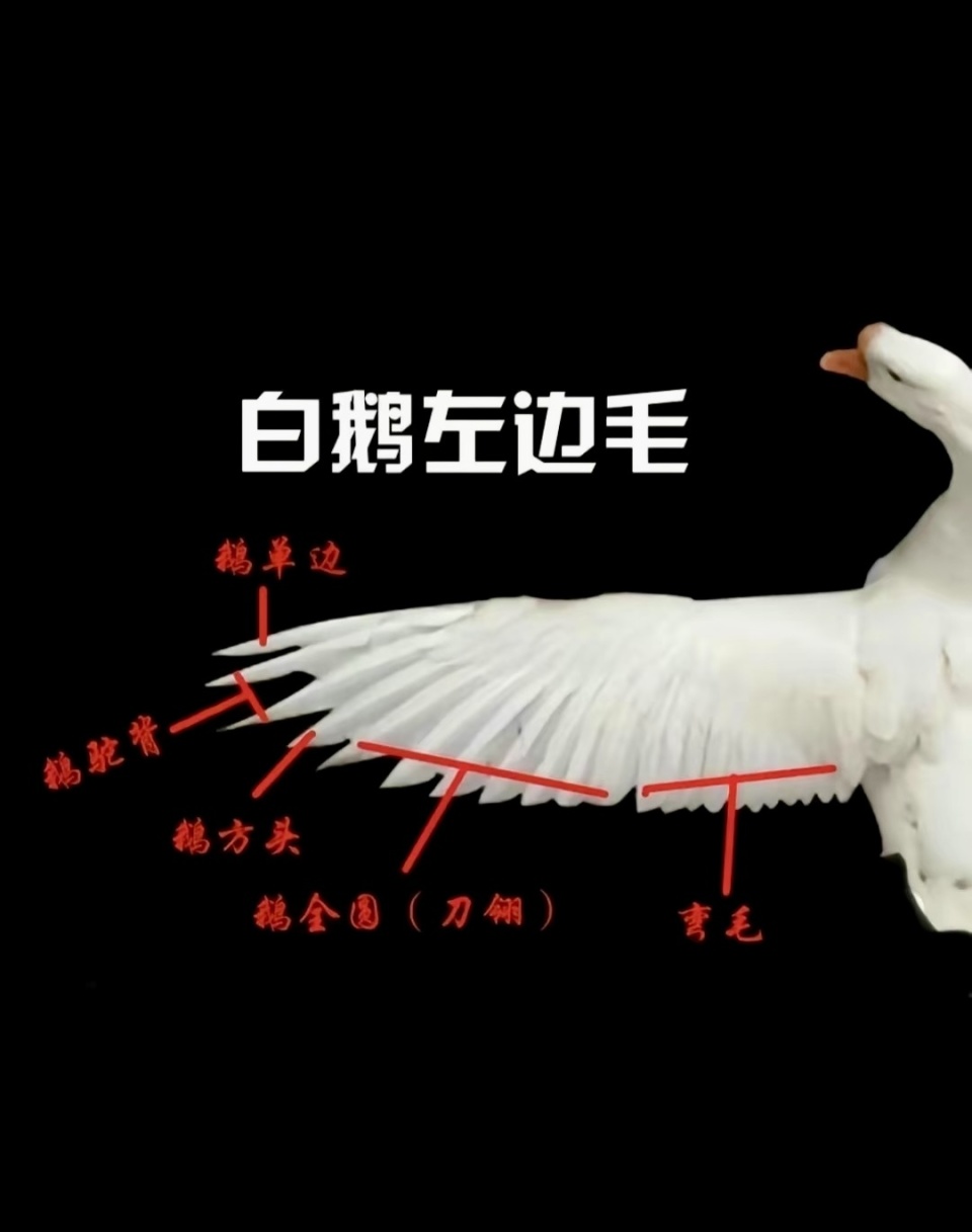 羽毛稍微开 羽毛稍微开