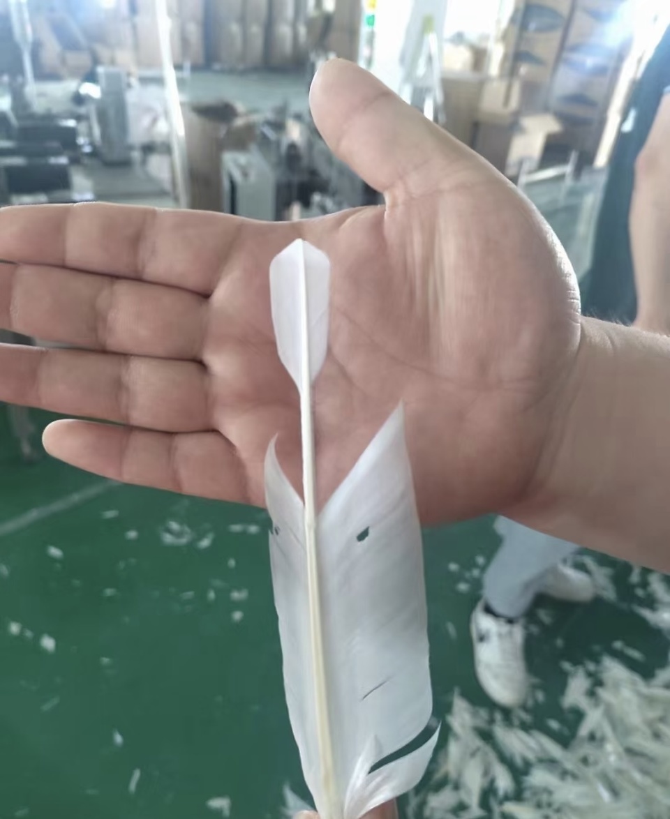 记者了解到, 毛球销售十, 市场对羽毛 记者了解到, 毛球销售十, 市场对羽毛